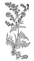 Florarium, mýty, legendy a symboly spjaté s květinami a rostlinami.